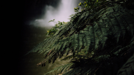 绿色蕨类植物图片