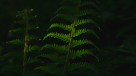 绿色蕨类植物图片