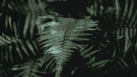 绿色蕨类植物图片