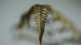 绿色蕨类植物图片