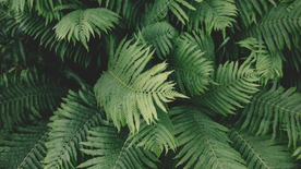 绿色蕨类植物图片