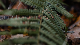 绿色蕨类植物图片