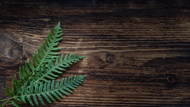 绿色蕨类植物图片