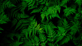 绿色蕨类植物图片