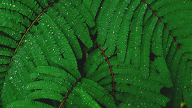 绿色蕨类植物图片