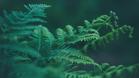 绿色蕨类植物图片