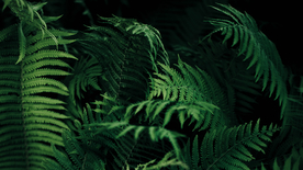 绿色蕨类植物图片