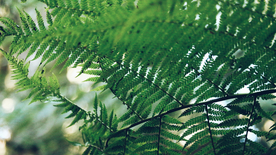 绿色蕨类植物图片