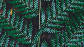 绿色蕨类植物图片