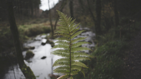 绿色蕨类植物图片