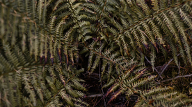 绿色蕨类植物图片