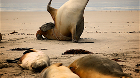 呆萌可爱的海狮图片