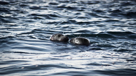 呆萌可爱的海狮图片