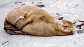 呆萌可爱的海狮图片