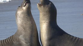 呆萌可爱的海狮图片