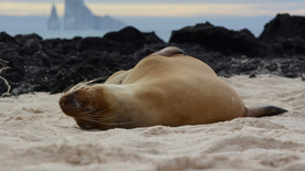 呆萌可爱的海狮图片