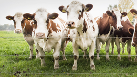 奶牛肉牛养殖图片