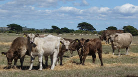 奶牛肉牛养殖图片