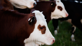 奶牛肉牛养殖图片