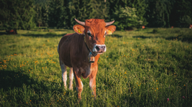 奶牛肉牛养殖图片