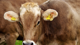 奶牛肉牛养殖图片