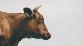 奶牛肉牛养殖图片