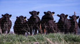 奶牛肉牛养殖图片
