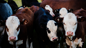 奶牛肉牛养殖图片