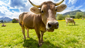 奶牛肉牛养殖图片