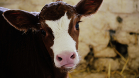 奶牛肉牛养殖图片