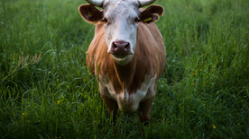 奶牛肉牛养殖图片
