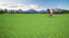 奶牛肉牛养殖图片