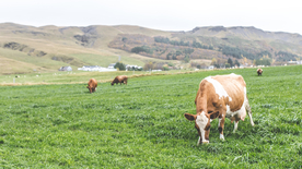 奶牛肉牛养殖图片