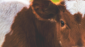 奶牛肉牛养殖图片