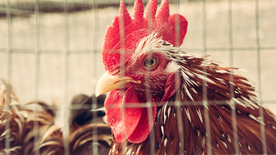 公鸡空山鸟语图片