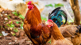 公鸡空山鸟语图片