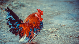 公鸡空山鸟语图片