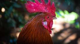 公鸡空山鸟语图片
