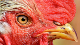 公鸡空山鸟语图片