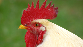 公鸡空山鸟语图片