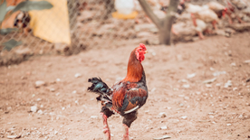 公鸡空山鸟语图片