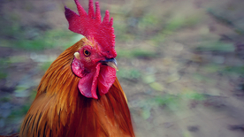 公鸡空山鸟语图片