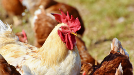 公鸡空山鸟语图片