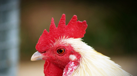 公鸡空山鸟语图片