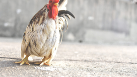 公鸡空山鸟语图片