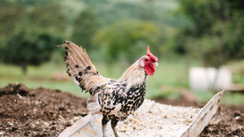公鸡空山鸟语图片