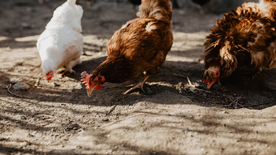 母鸡空山鸟语图片