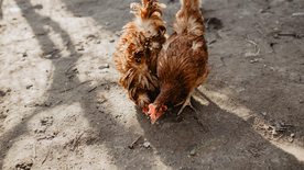 母鸡空山鸟语图片
