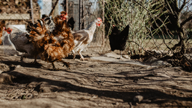 母鸡空山鸟语图片