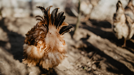 母鸡空山鸟语图片
